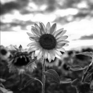 Free gift with purchase. Offers considered!